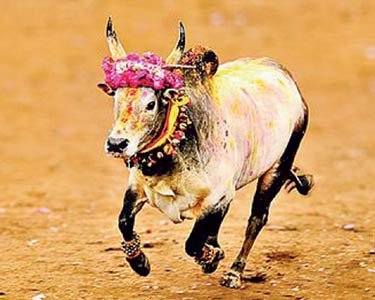 ஜல்லிக்கட்டுப் போராட்டம் உணர்த்தும் உண்மைகள் | கட்டுரை.