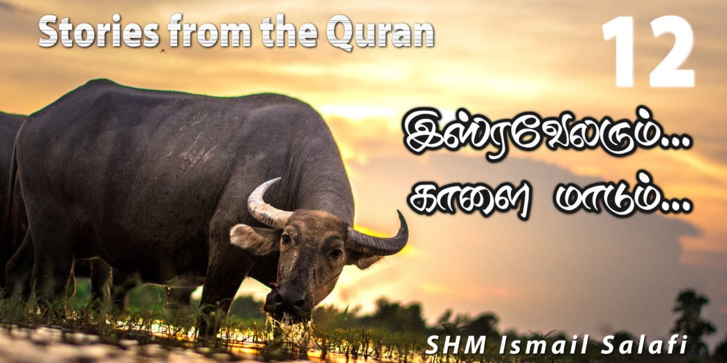 இஸ்ரவேலரும்… காளை மாடும்… [திருக்குர்ஆன் கூறும் கதைகள்-12]